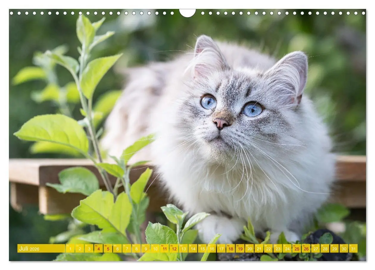 Bild: 9783457544044 | Maui und Molokai - Sibirische Katzenschwestern (Wandkalender 2026...