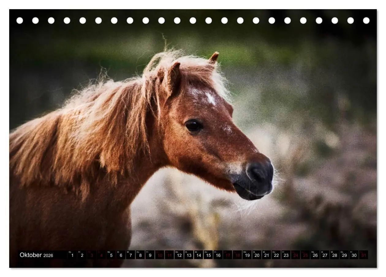 Bild: 9783457924044 | Shetlandpony Kalender (Tischkalender 2026 DIN A5 quer), CALVENDO...