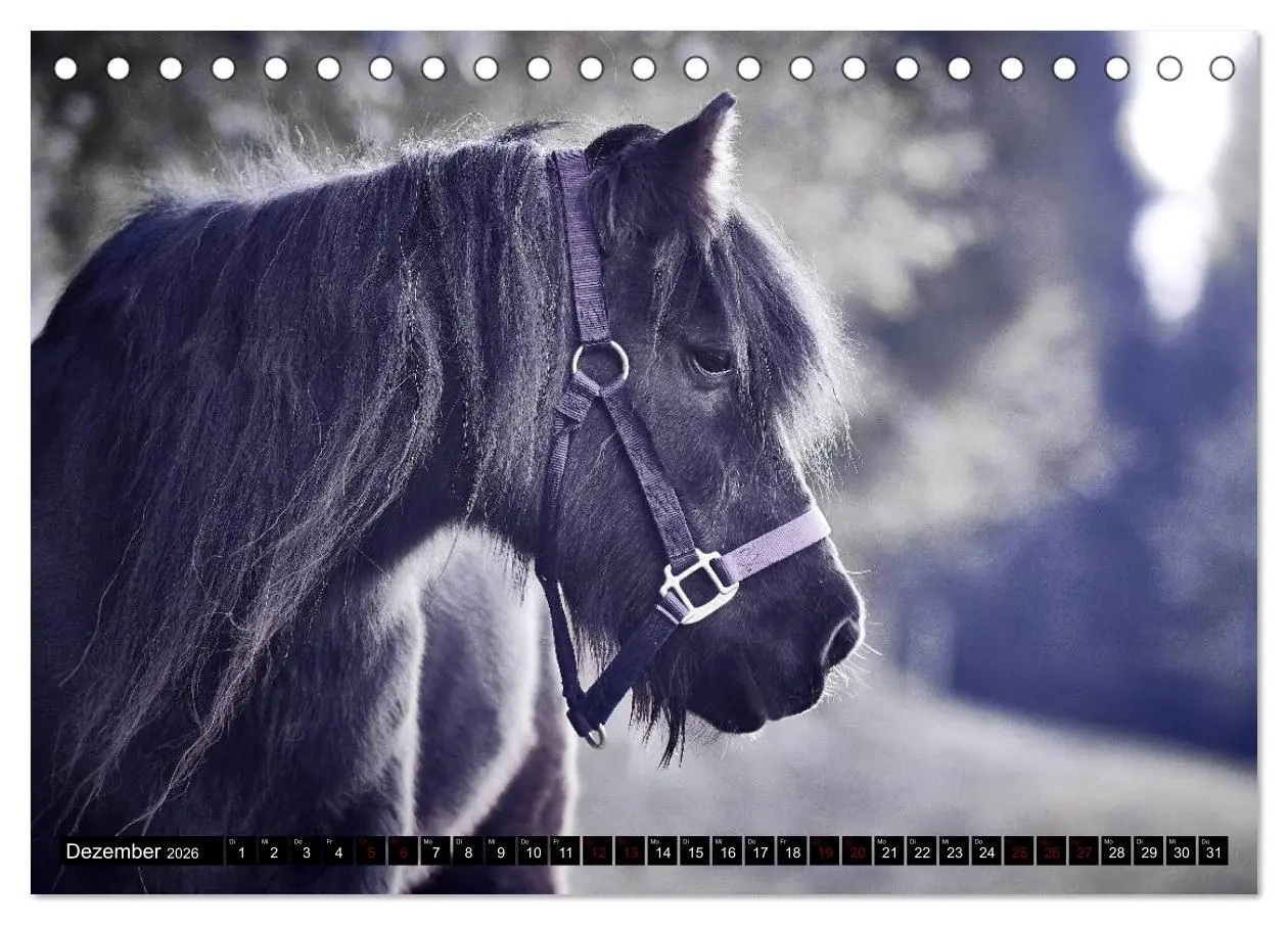 Bild: 9783457924044 | Shetlandpony Kalender (Tischkalender 2026 DIN A5 quer), CALVENDO...