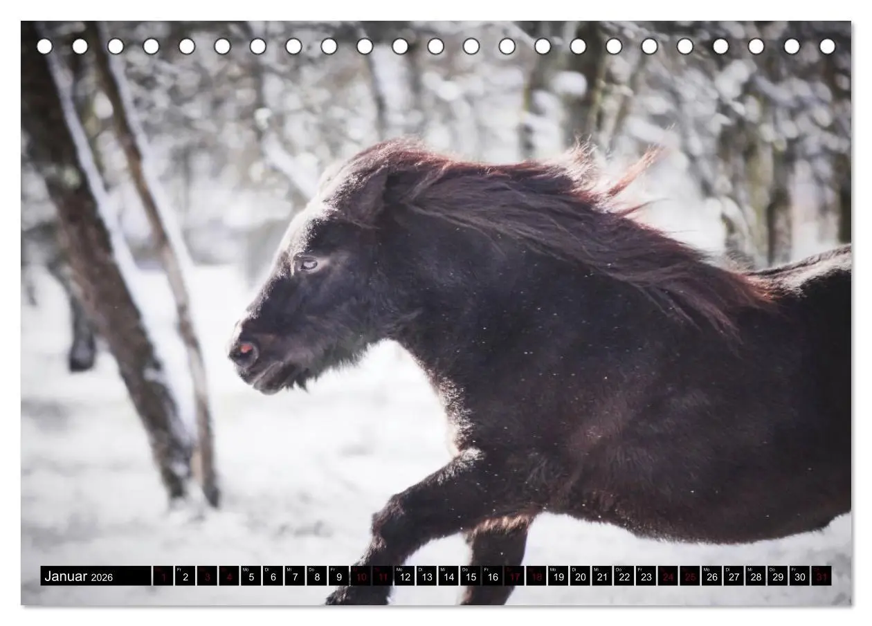 Bild: 9783457924044 | Shetlandpony Kalender (Tischkalender 2026 DIN A5 quer), CALVENDO...