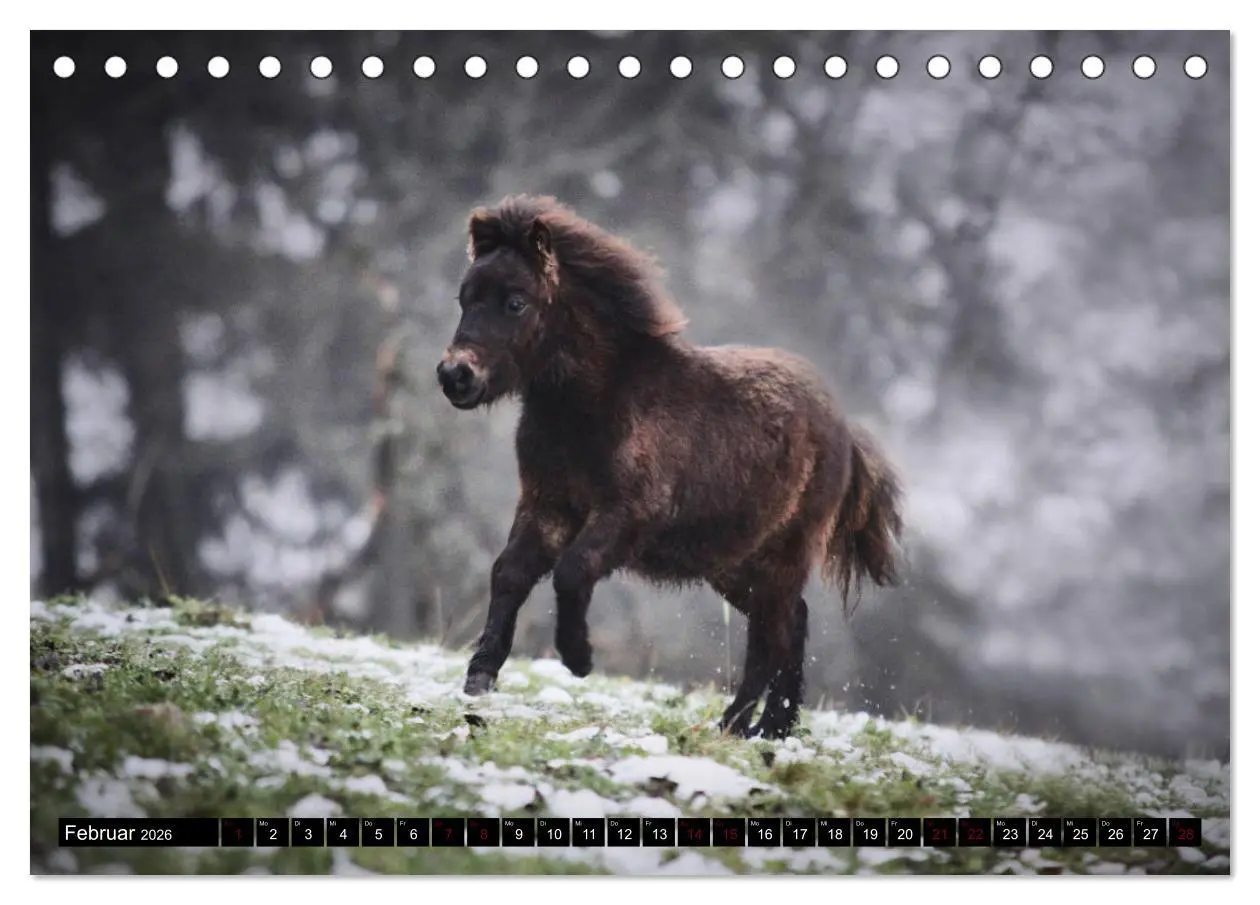 Bild: 9783457924044 | Shetlandpony Kalender (Tischkalender 2026 DIN A5 quer), CALVENDO...