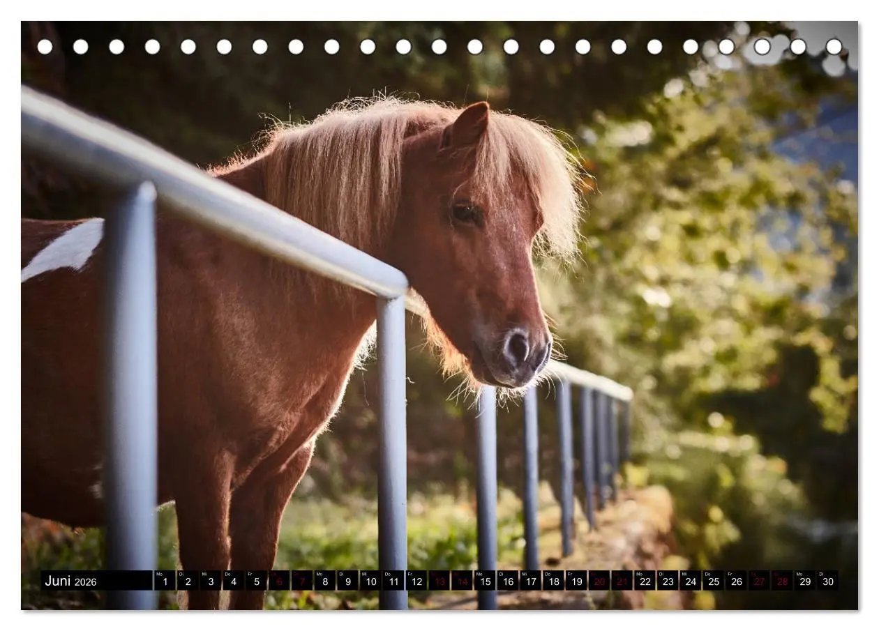 Bild: 9783457924044 | Shetlandpony Kalender (Tischkalender 2026 DIN A5 quer), CALVENDO...