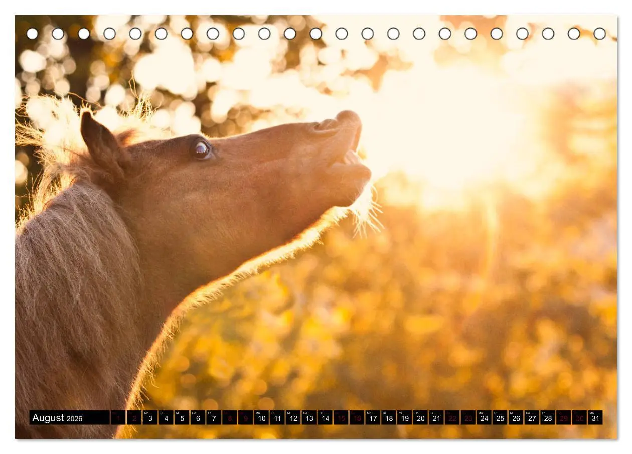 Bild: 9783457924044 | Shetlandpony Kalender (Tischkalender 2026 DIN A5 quer), CALVENDO...