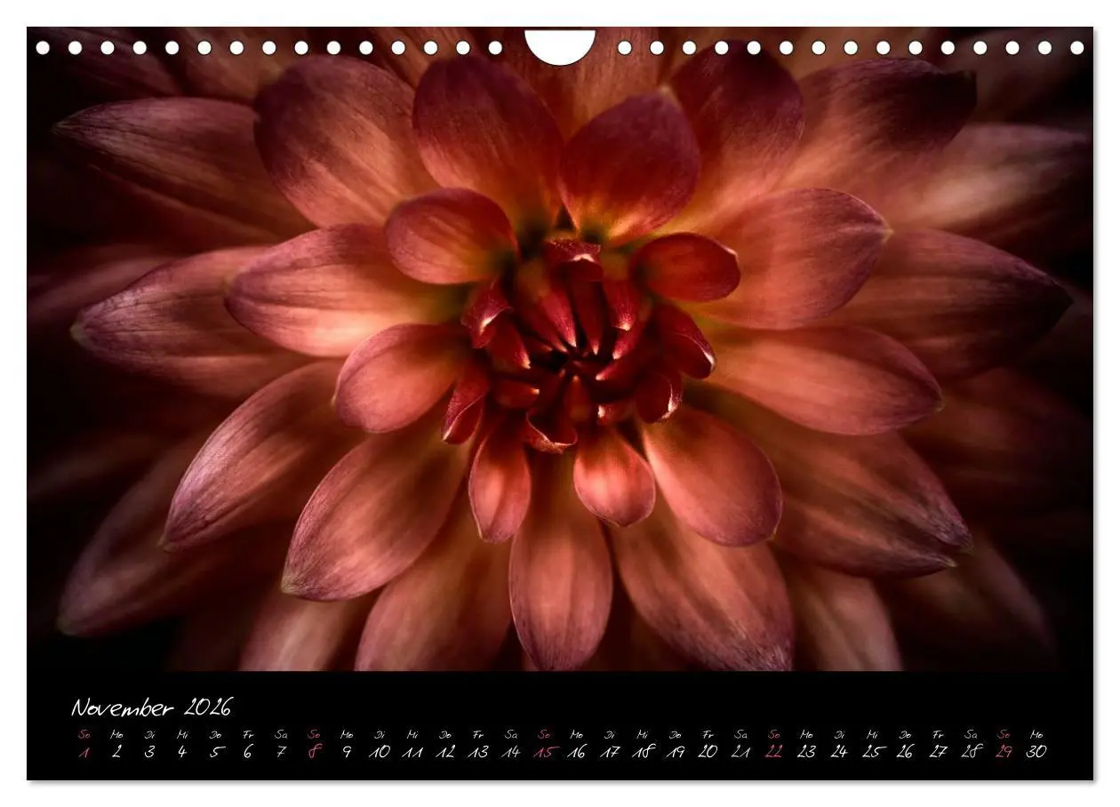 Bild: 9783516094244 | Serenade - Visuelle Musik der Blumen (Wandkalender 2026 DIN A4...