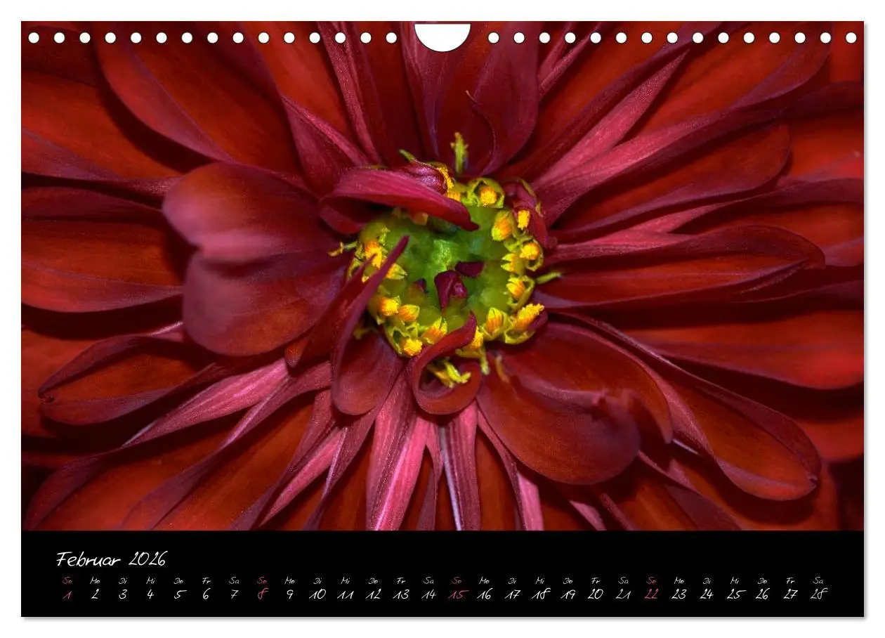 Bild: 9783516094244 | Serenade - Visuelle Musik der Blumen (Wandkalender 2026 DIN A4...
