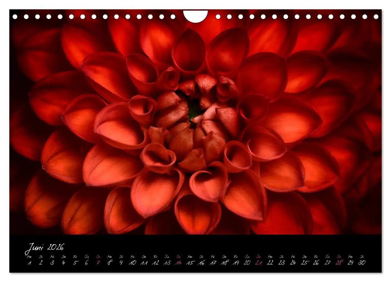 Bild: 9783516094244 | Serenade - Visuelle Musik der Blumen (Wandkalender 2026 DIN A4...