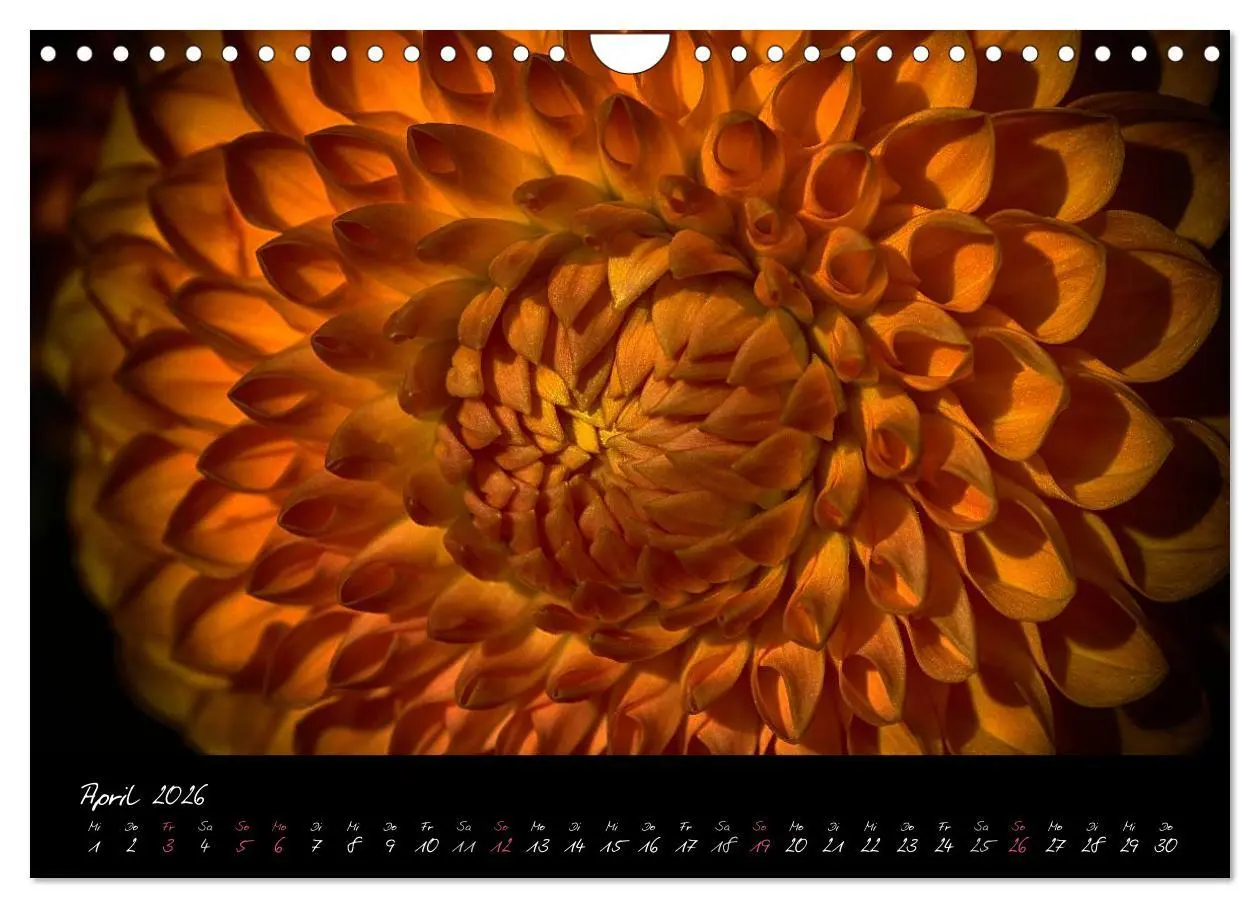 Bild: 9783516094244 | Serenade - Visuelle Musik der Blumen (Wandkalender 2026 DIN A4...