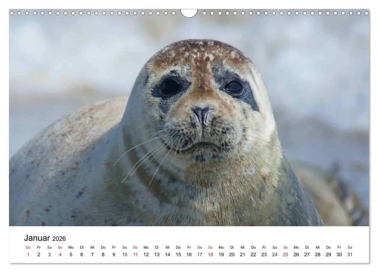 Bild: 9783516234244 | Das Leben der Robben (Wandkalender 2026 DIN A3 quer), CALVENDO...