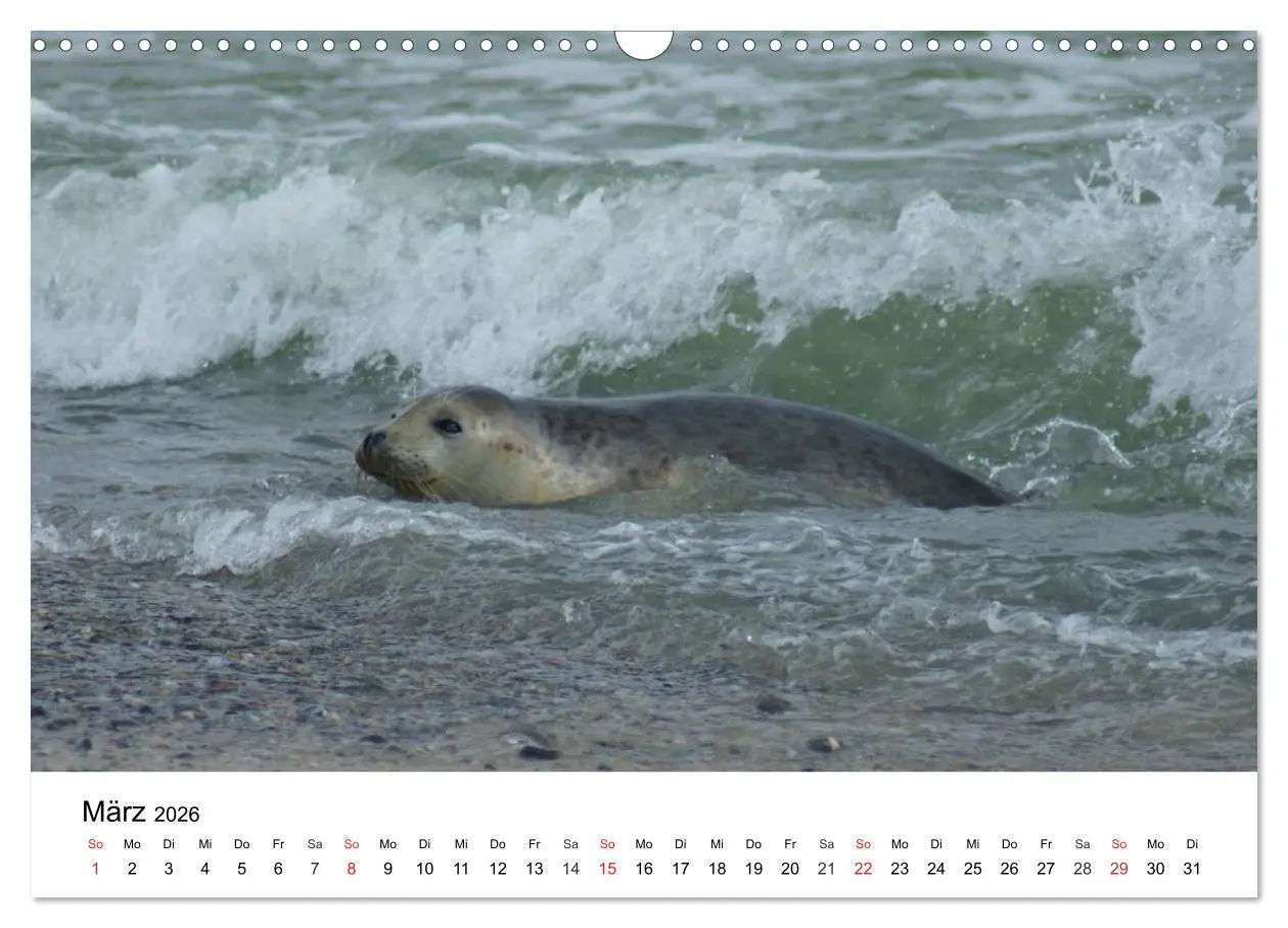 Bild: 9783516234244 | Das Leben der Robben (Wandkalender 2026 DIN A3 quer), CALVENDO...
