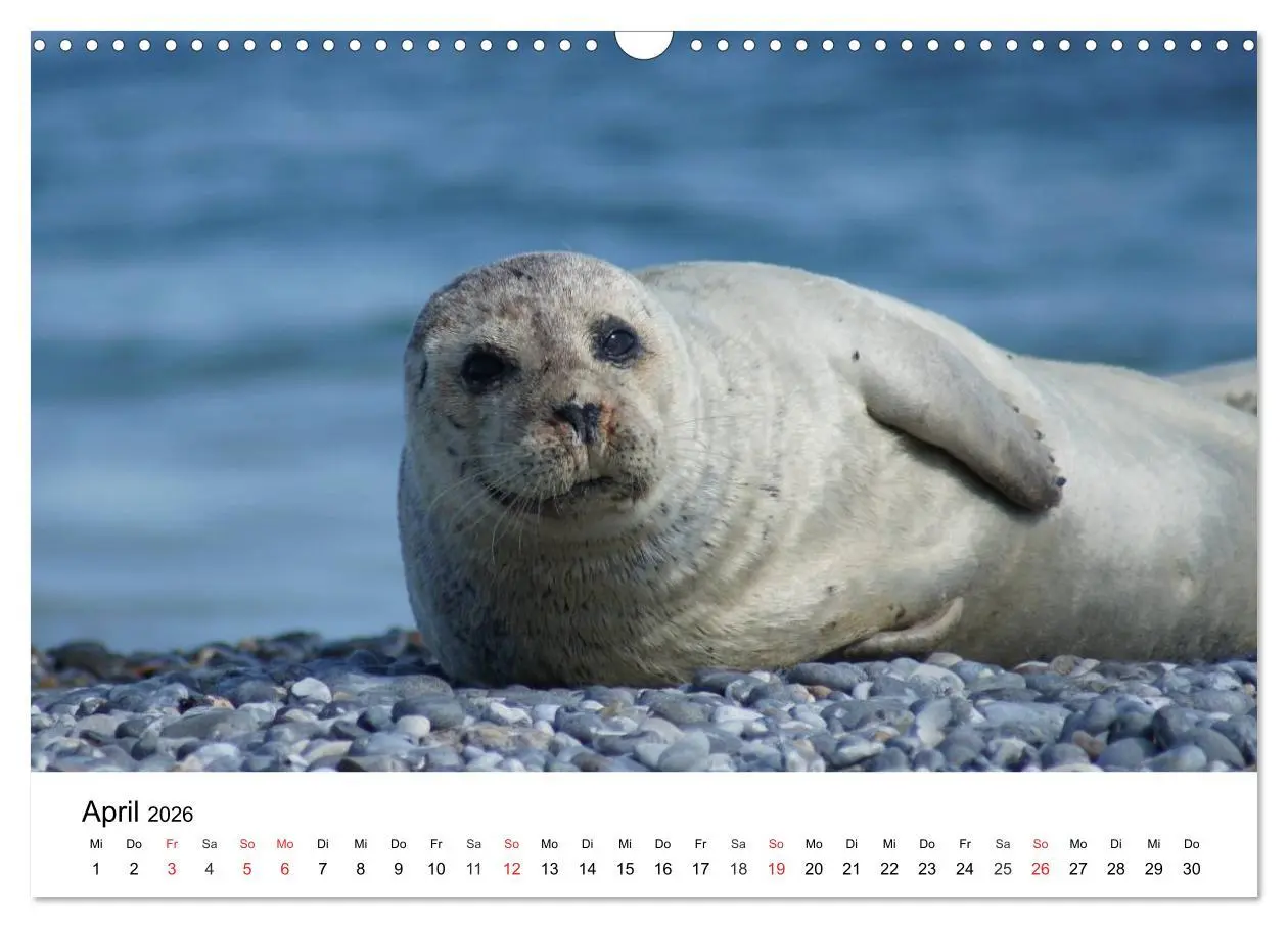 Bild: 9783516234244 | Das Leben der Robben (Wandkalender 2026 DIN A3 quer), CALVENDO...