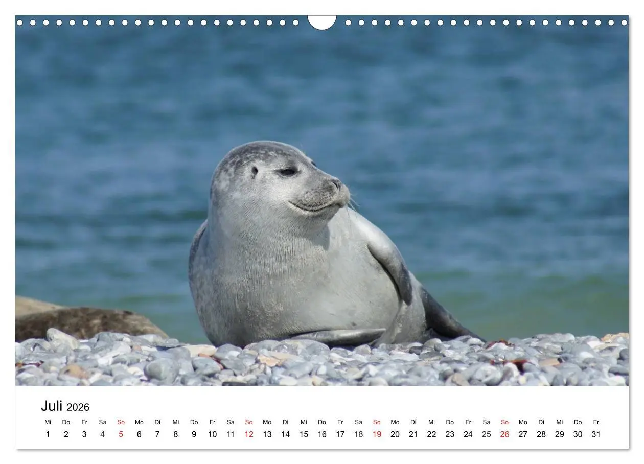 Bild: 9783516234244 | Das Leben der Robben (Wandkalender 2026 DIN A3 quer), CALVENDO...