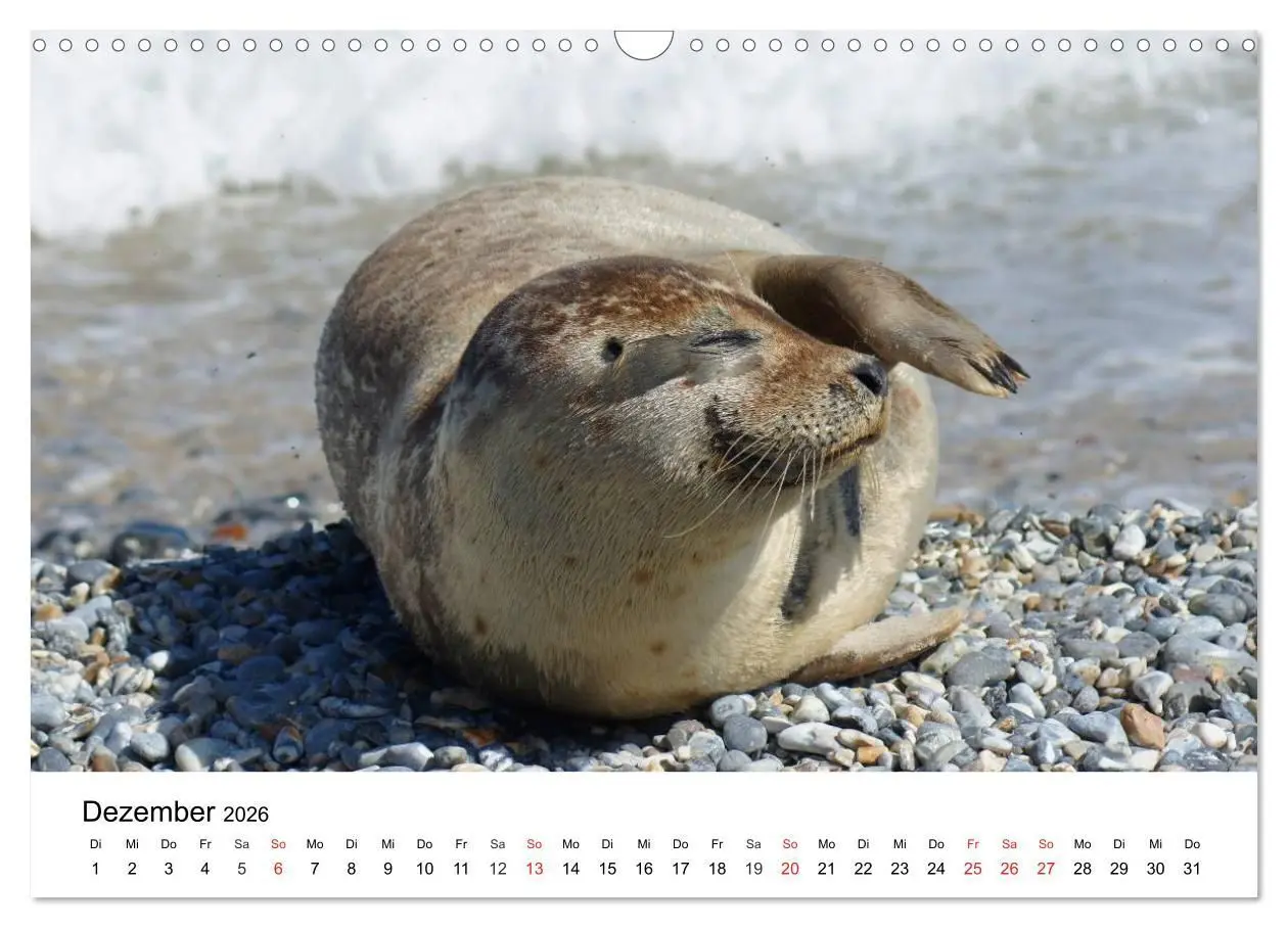 Bild: 9783516234244 | Das Leben der Robben (Wandkalender 2026 DIN A3 quer), CALVENDO...