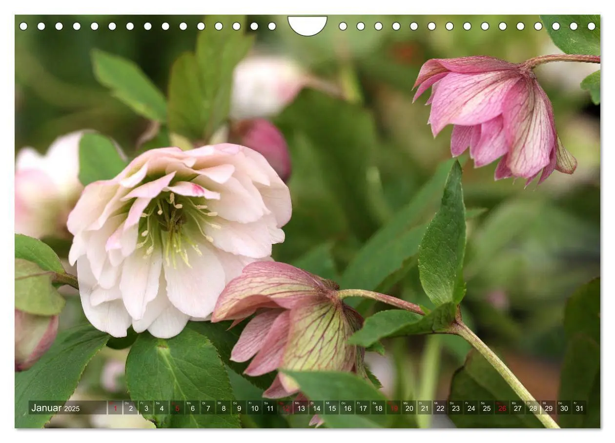 Bild: 9783435334544 | Christrosen (Wandkalender 2025 DIN A4 quer), CALVENDO Monatskalender