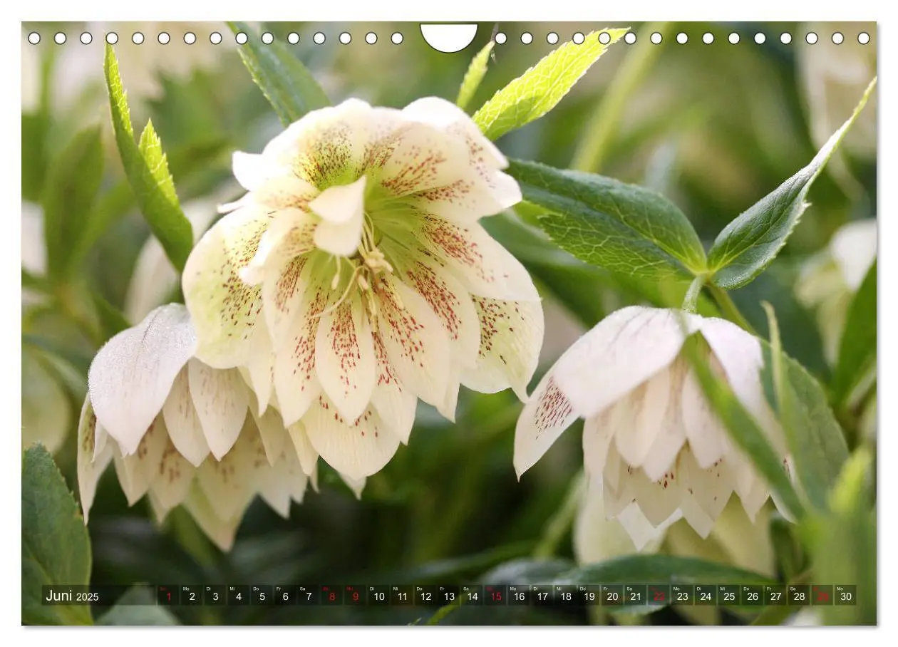 Bild: 9783435334544 | Christrosen (Wandkalender 2025 DIN A4 quer), CALVENDO Monatskalender