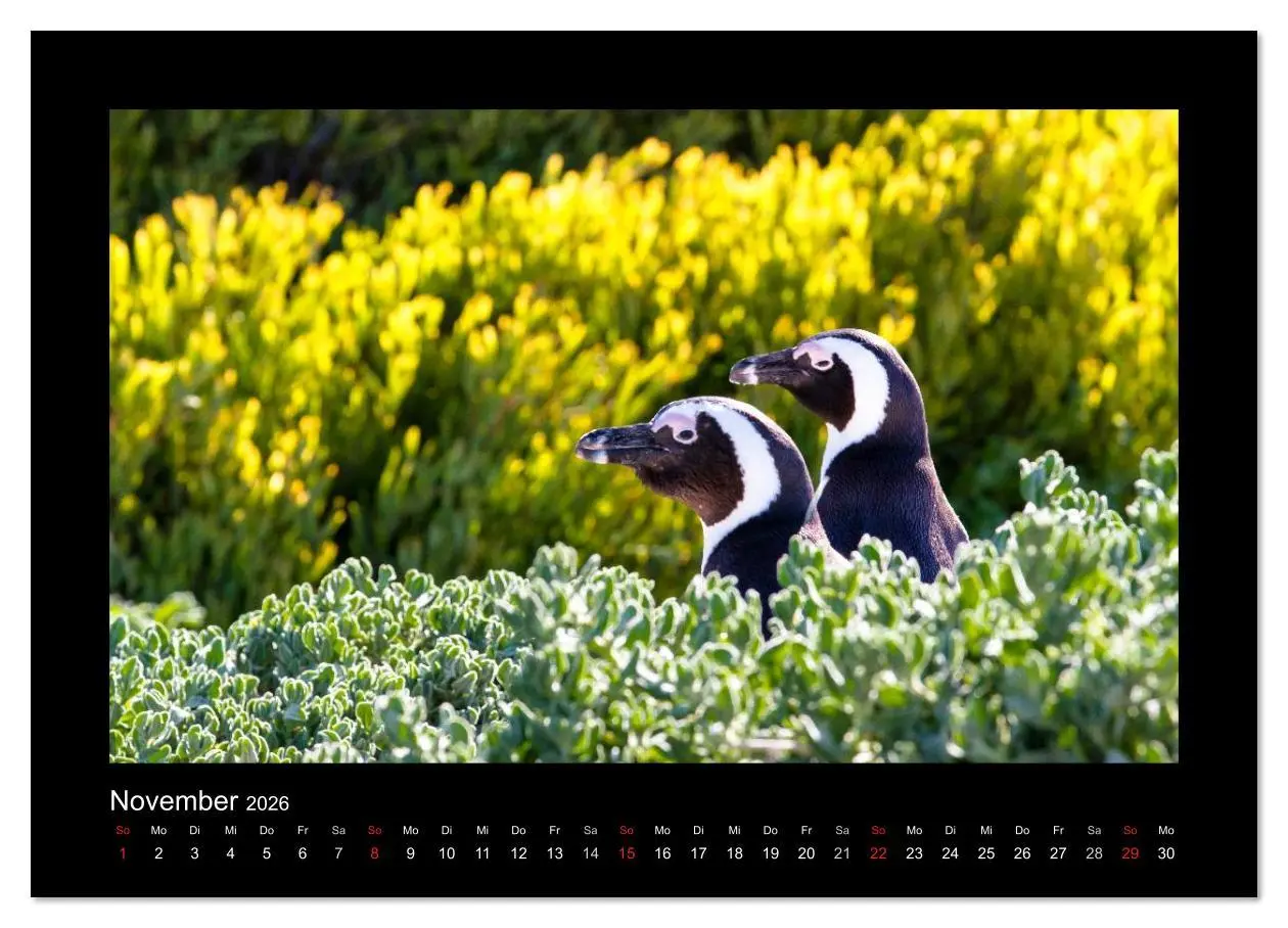 Bild: 9783516134544 | Südafrika - Garden Route (hochwertiger Premium Wandkalender 2026...
