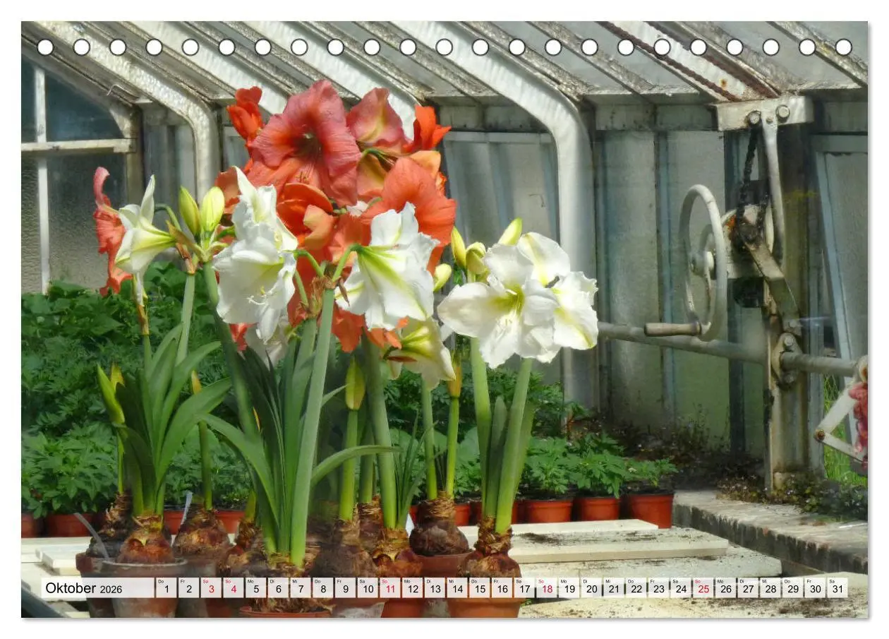 Bild: 9783457864944 | Amaryllis-Blüten (Tischkalender 2026 DIN A5 quer), CALVENDO...