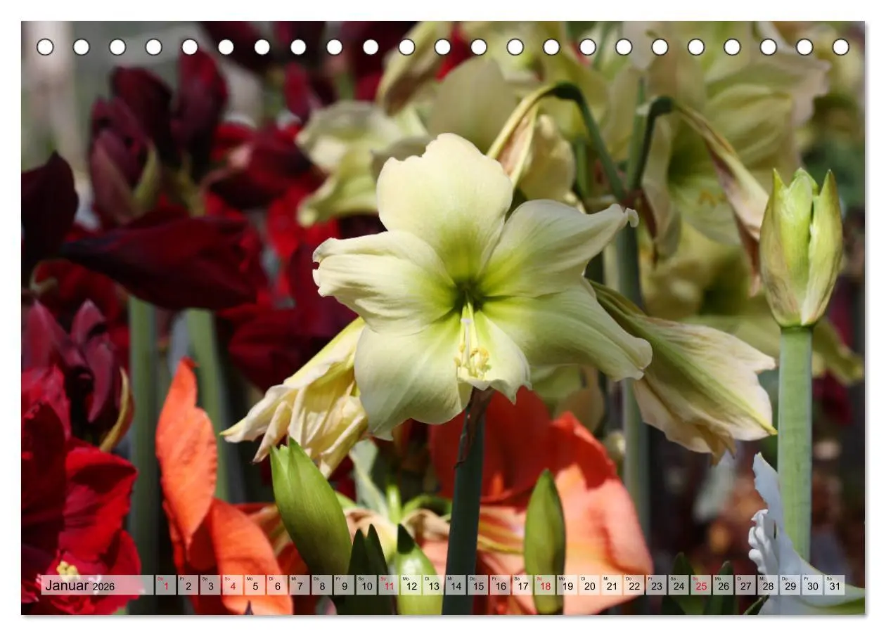 Bild: 9783457864944 | Amaryllis-Blüten (Tischkalender 2026 DIN A5 quer), CALVENDO...