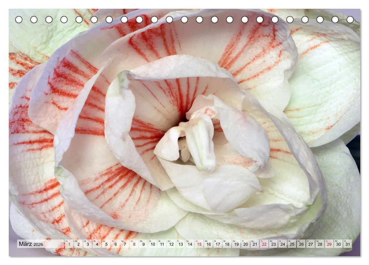 Bild: 9783457864944 | Amaryllis-Blüten (Tischkalender 2026 DIN A5 quer), CALVENDO...