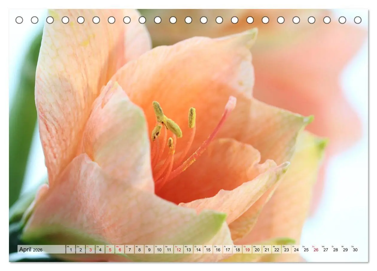 Bild: 9783457864944 | Amaryllis-Blüten (Tischkalender 2026 DIN A5 quer), CALVENDO...