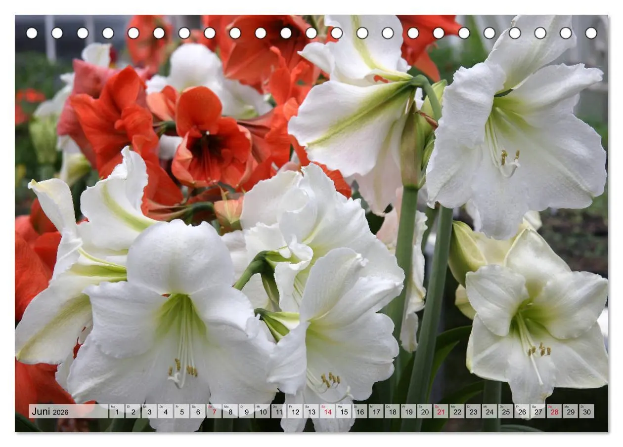 Bild: 9783457864944 | Amaryllis-Blüten (Tischkalender 2026 DIN A5 quer), CALVENDO...