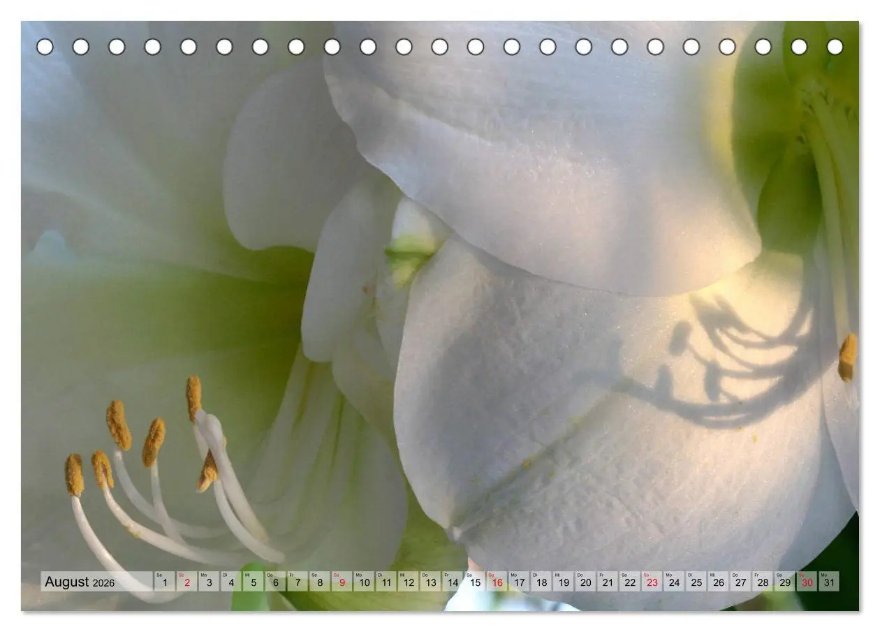 Bild: 9783457864944 | Amaryllis-Blüten (Tischkalender 2026 DIN A5 quer), CALVENDO...