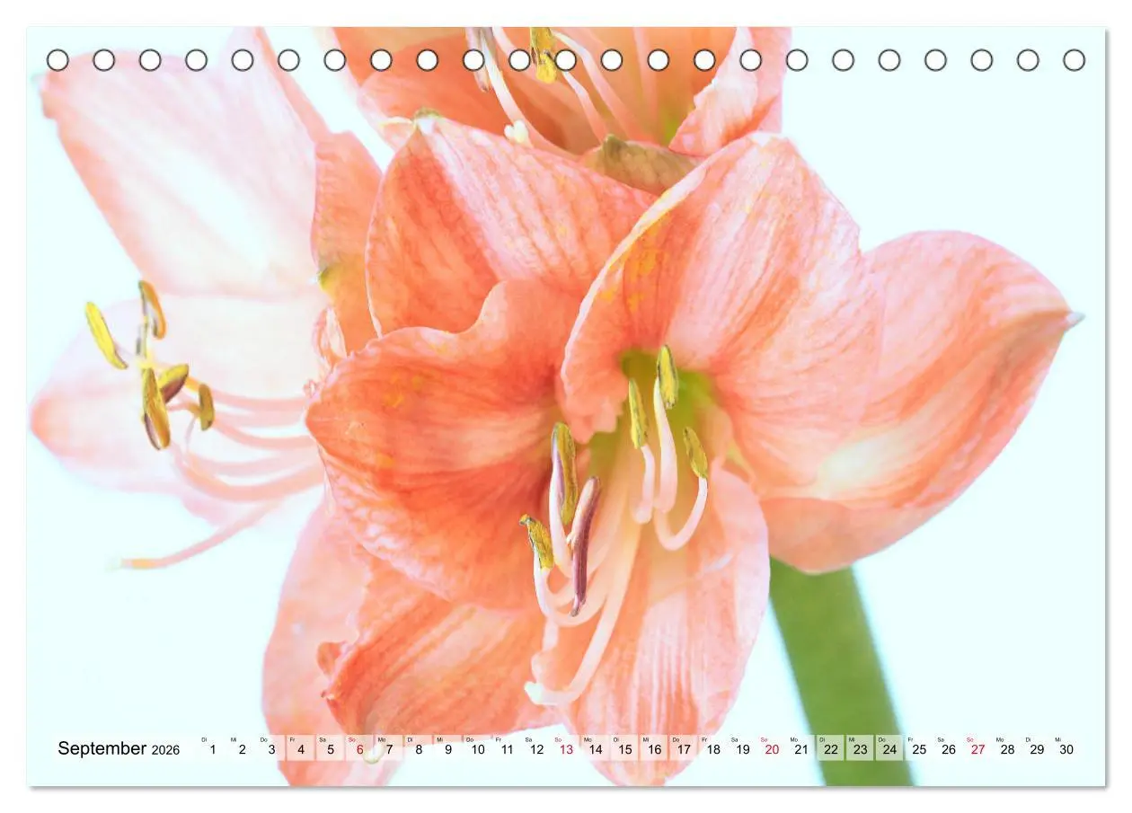 Bild: 9783457864944 | Amaryllis-Blüten (Tischkalender 2026 DIN A5 quer), CALVENDO...