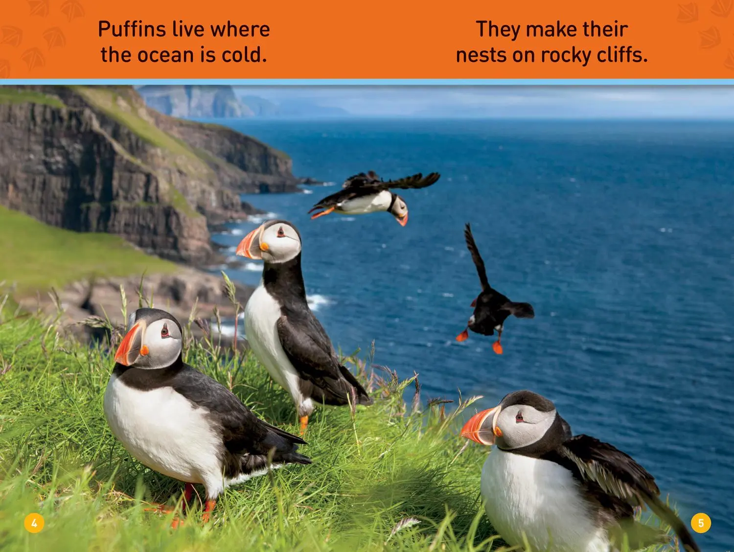 Bild: 9781426335044 | Puffins (National Geographic Kids Readers, Pre-Reader) | Maya Myers