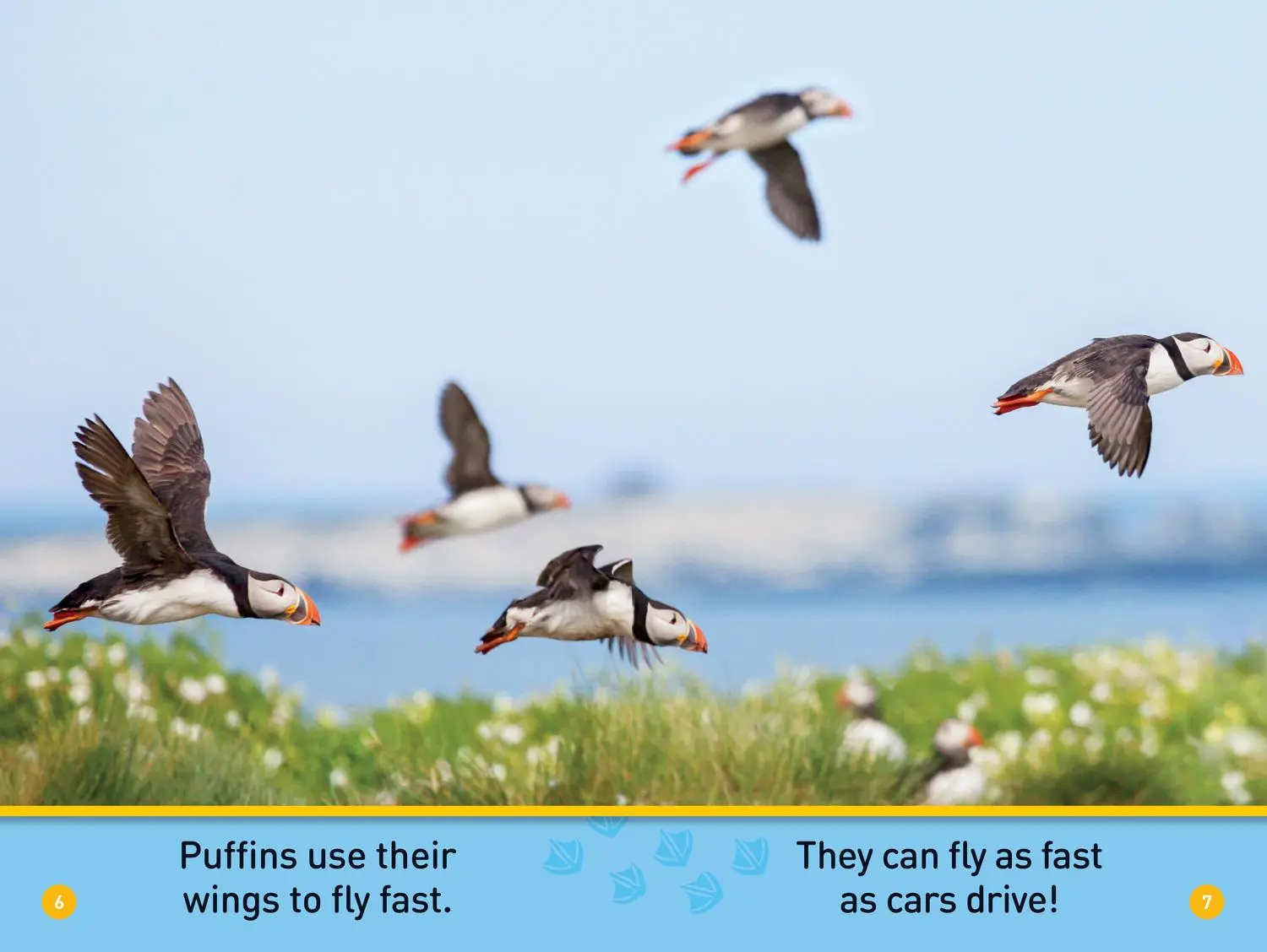 Bild: 9781426335044 | Puffins (National Geographic Kids Readers, Pre-Reader) | Maya Myers