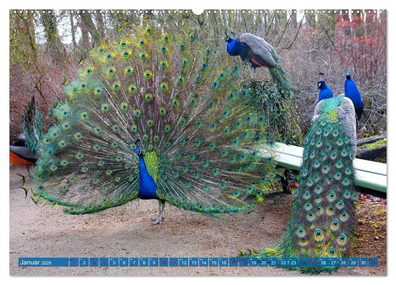 Bild: 9783457595244 | Die Pfaueninsel in Berlin (Wandkalender 2026 DIN A2 quer), CALVENDO...