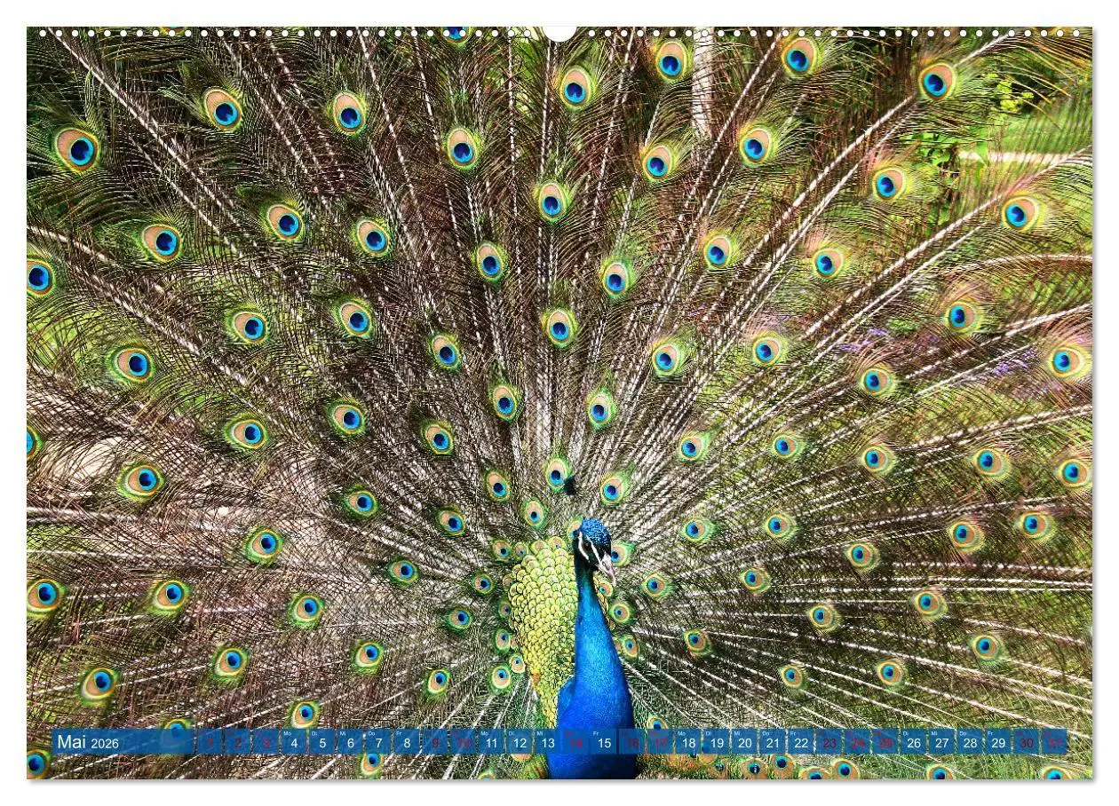 Bild: 9783457595244 | Die Pfaueninsel in Berlin (Wandkalender 2026 DIN A2 quer), CALVENDO...