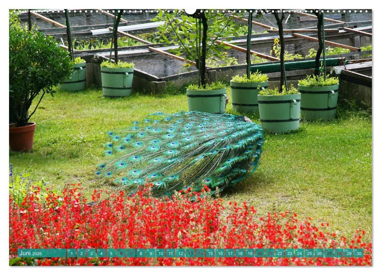 Bild: 9783457595244 | Die Pfaueninsel in Berlin (Wandkalender 2026 DIN A2 quer), CALVENDO...