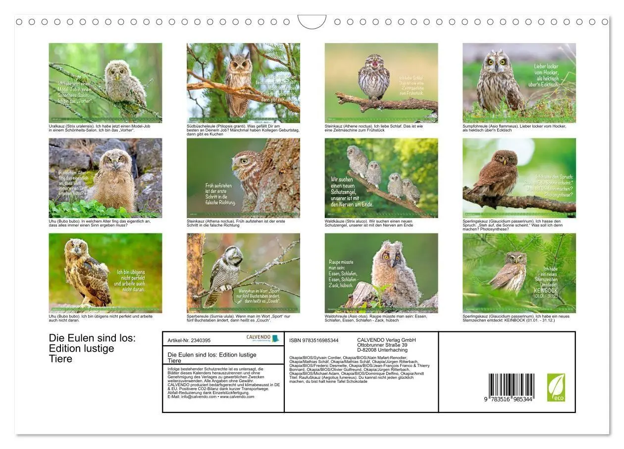 Bild: 9783516985344 | Die Eulen sind los: Edition lustige Tiere (Wandkalender 2027 DIN A3...