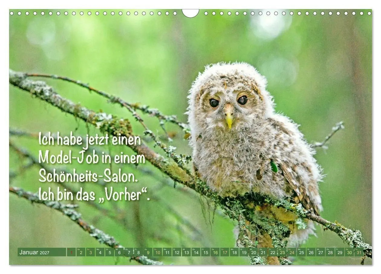 Bild: 9783516985344 | Die Eulen sind los: Edition lustige Tiere (Wandkalender 2027 DIN A3...