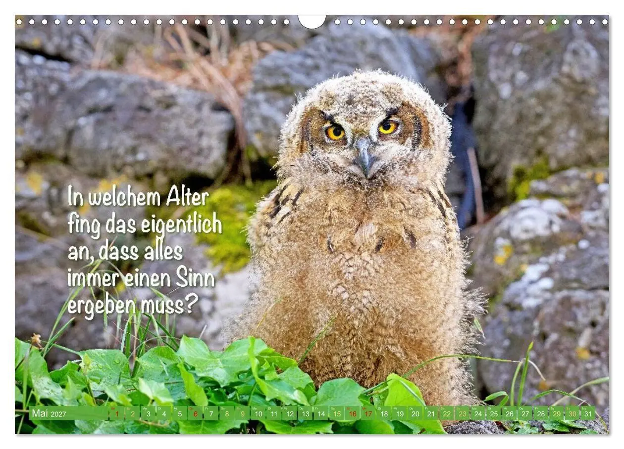 Bild: 9783516985344 | Die Eulen sind los: Edition lustige Tiere (Wandkalender 2027 DIN A3...