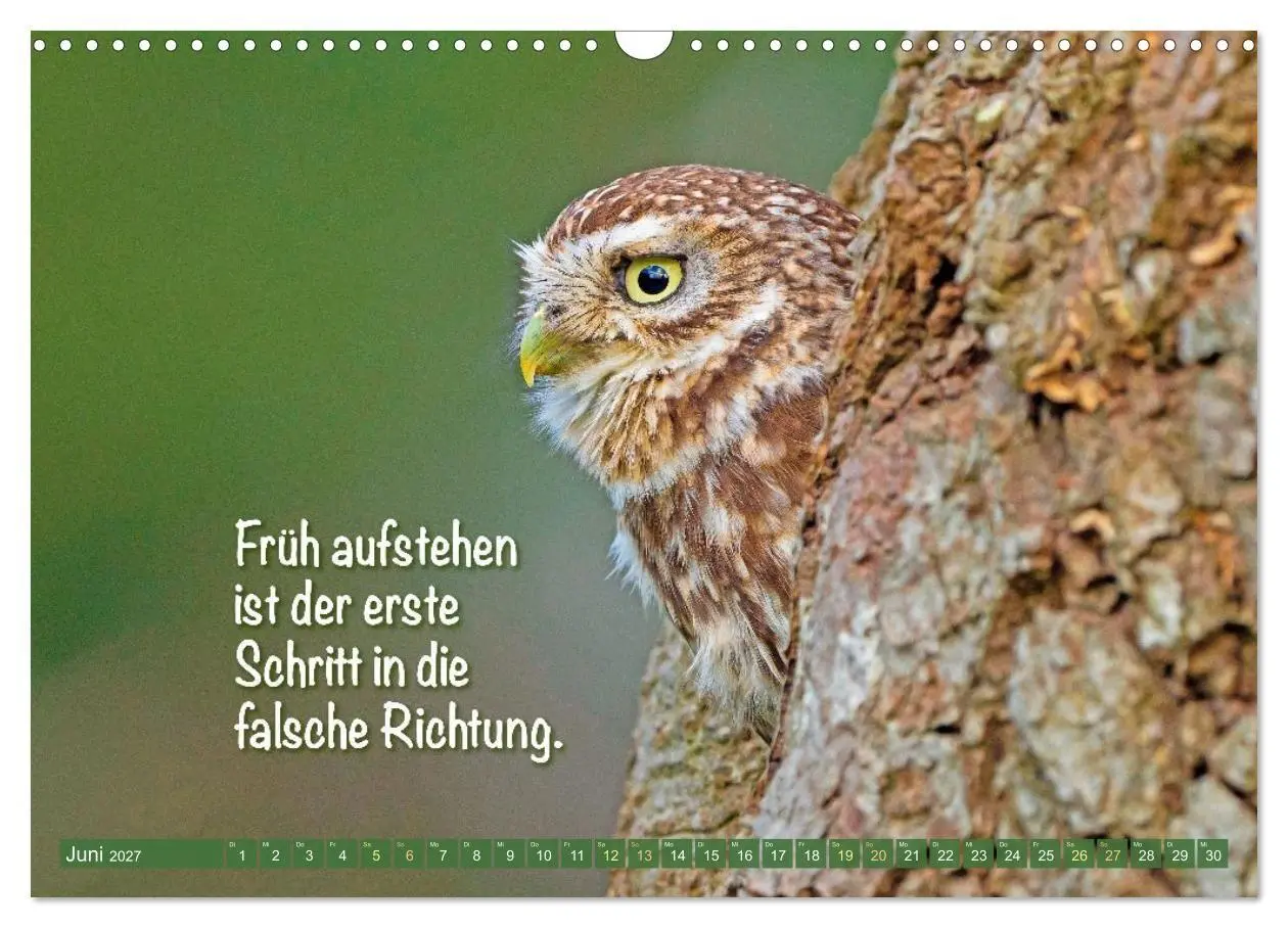 Bild: 9783516985344 | Die Eulen sind los: Edition lustige Tiere (Wandkalender 2027 DIN A3...