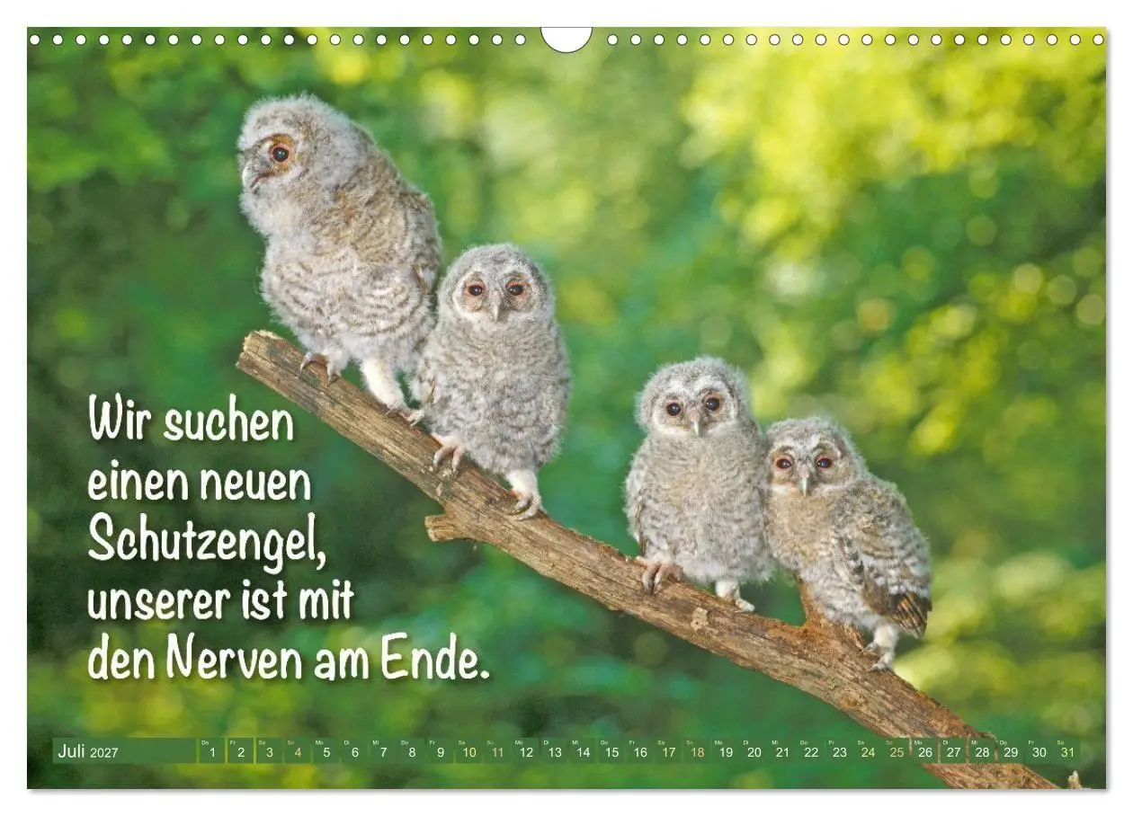 Bild: 9783516985344 | Die Eulen sind los: Edition lustige Tiere (Wandkalender 2027 DIN A3...