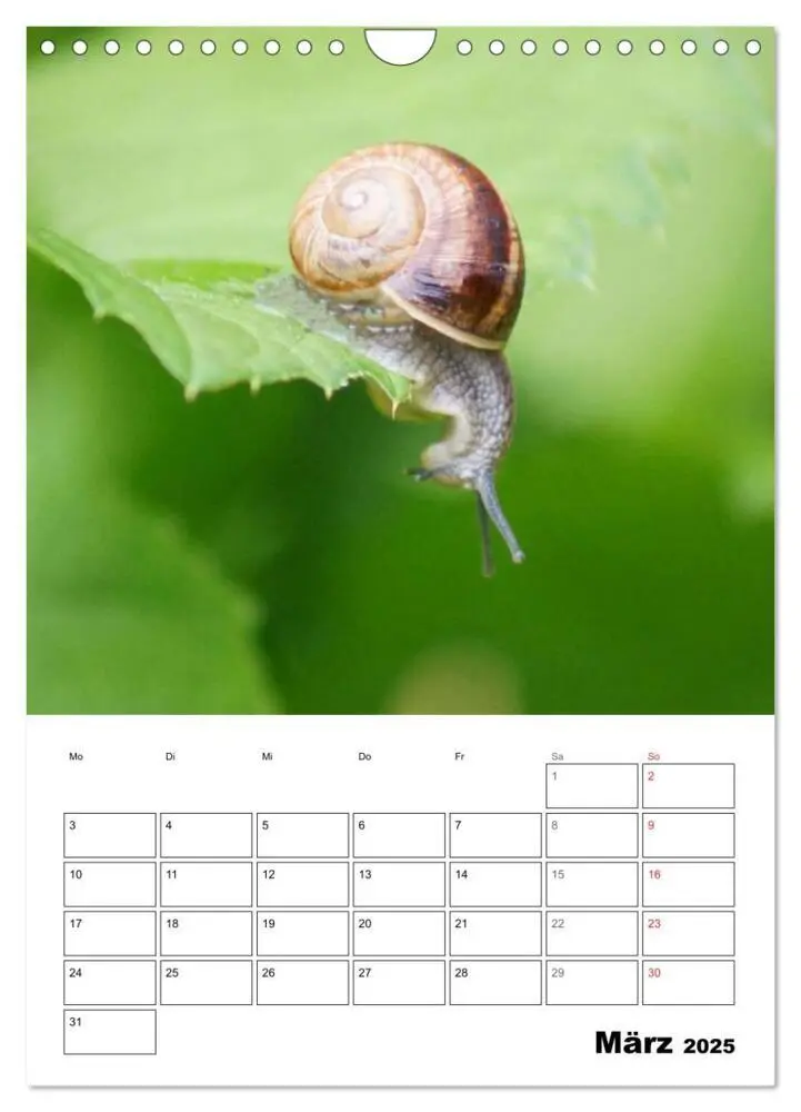 Bild: 9783457005644 | Die geheimnisvolle Welt der Schnecken (Wandkalender 2025 DIN A4...