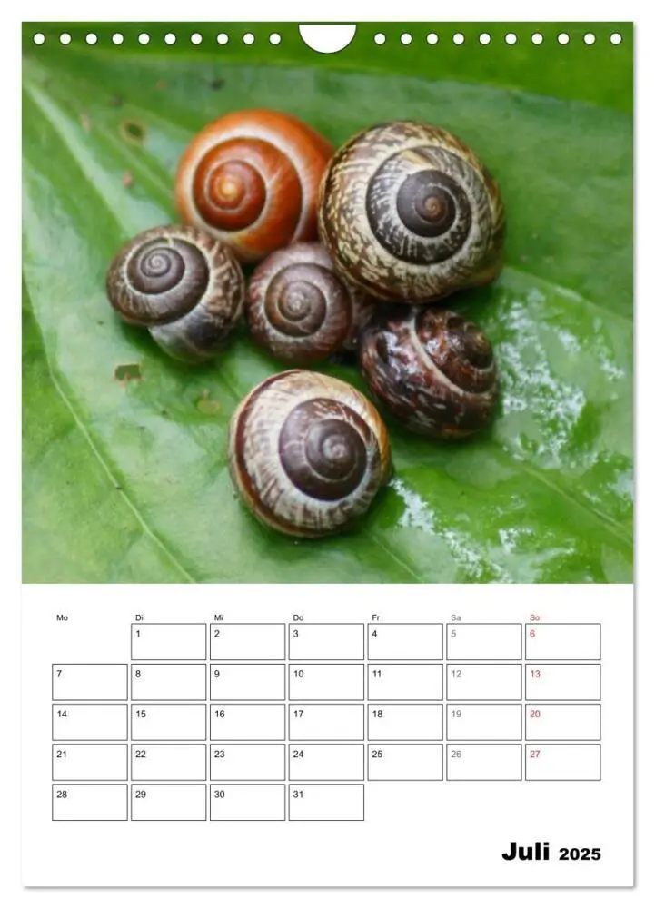Bild: 9783457005644 | Die geheimnisvolle Welt der Schnecken (Wandkalender 2025 DIN A4...