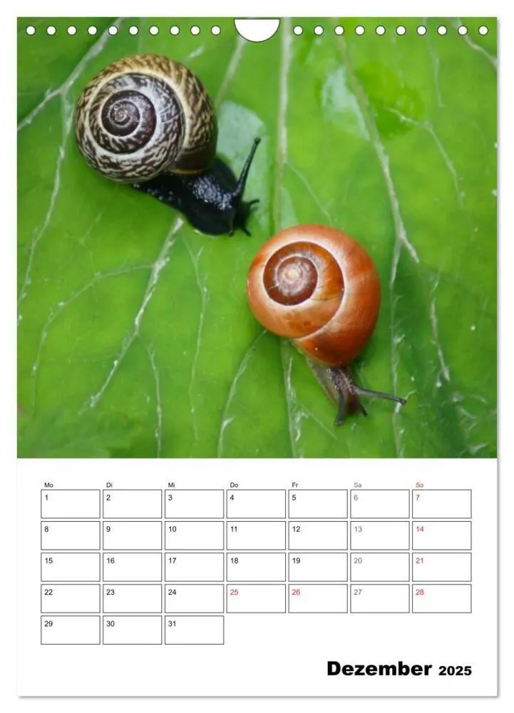 Bild: 9783457005644 | Die geheimnisvolle Welt der Schnecken (Wandkalender 2025 DIN A4...
