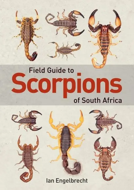 Cover: 9781775845744 | Field Guide to Scorpions of South Africa | Ian Engelbrecht | Buch
