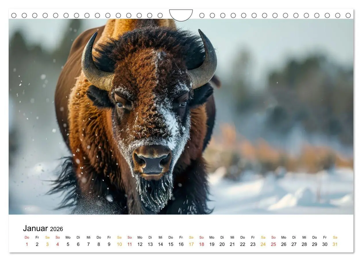 Bild: 9783457305744 | Büffel - Ikonen der Wildnis (Wandkalender 2026 DIN A4 quer),...