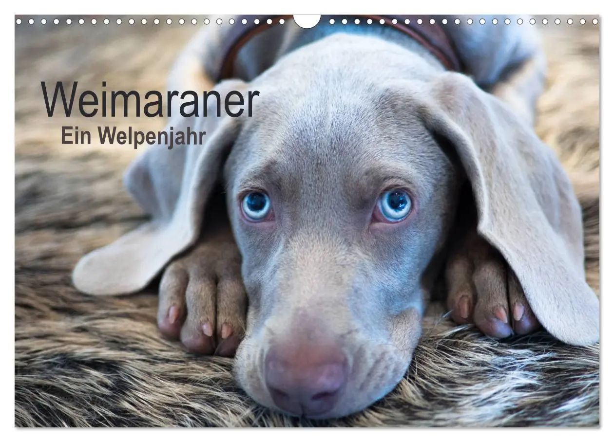 Cover: 9783457845844 | Weimaraner - Ein Welpenjahr (Wandkalender 2026 DIN A3 quer),...