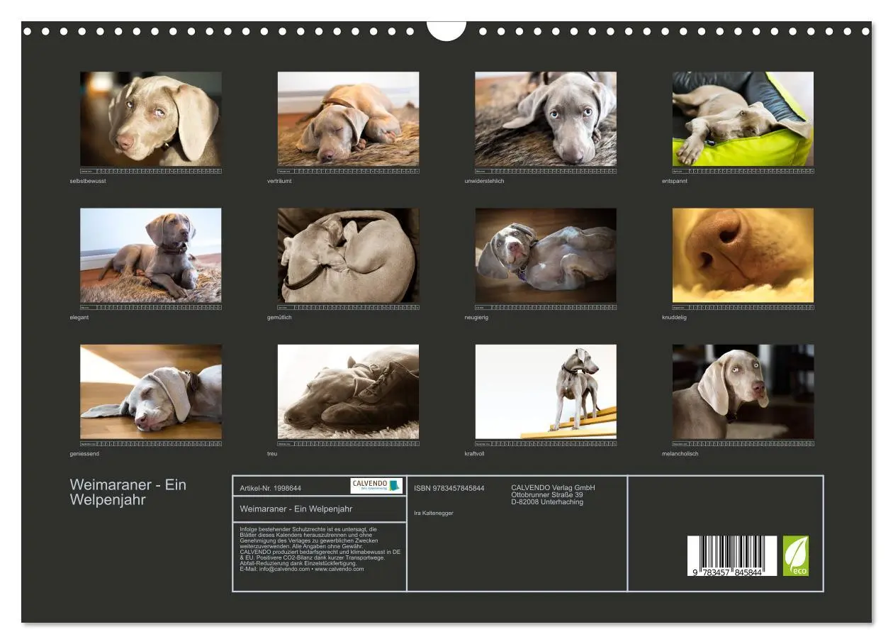 Bild: 9783457845844 | Weimaraner - Ein Welpenjahr (Wandkalender 2026 DIN A3 quer),...