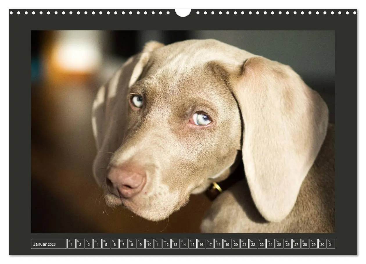 Bild: 9783457845844 | Weimaraner - Ein Welpenjahr (Wandkalender 2026 DIN A3 quer),...