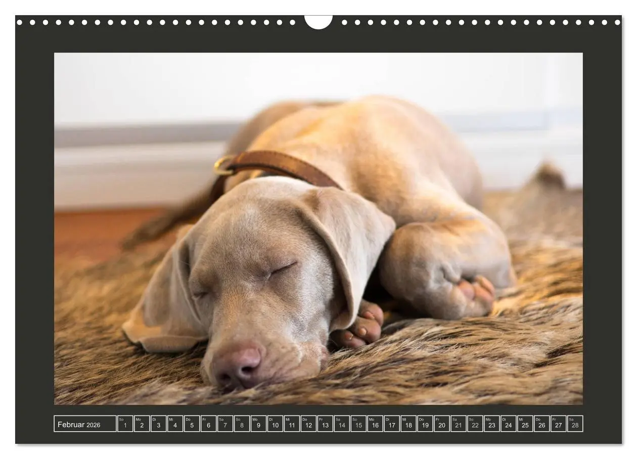 Bild: 9783457845844 | Weimaraner - Ein Welpenjahr (Wandkalender 2026 DIN A3 quer),...