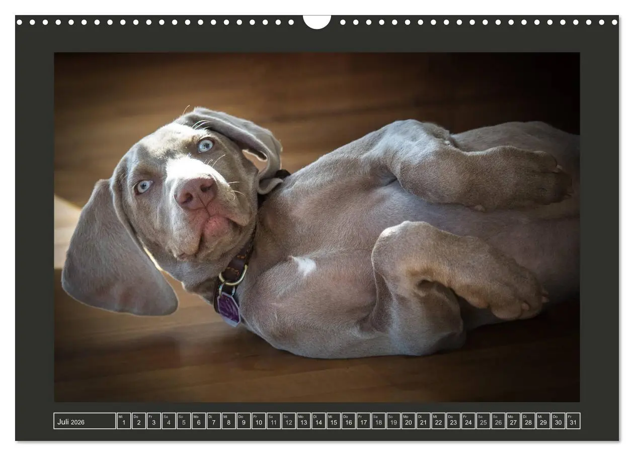 Bild: 9783457845844 | Weimaraner - Ein Welpenjahr (Wandkalender 2026 DIN A3 quer),...