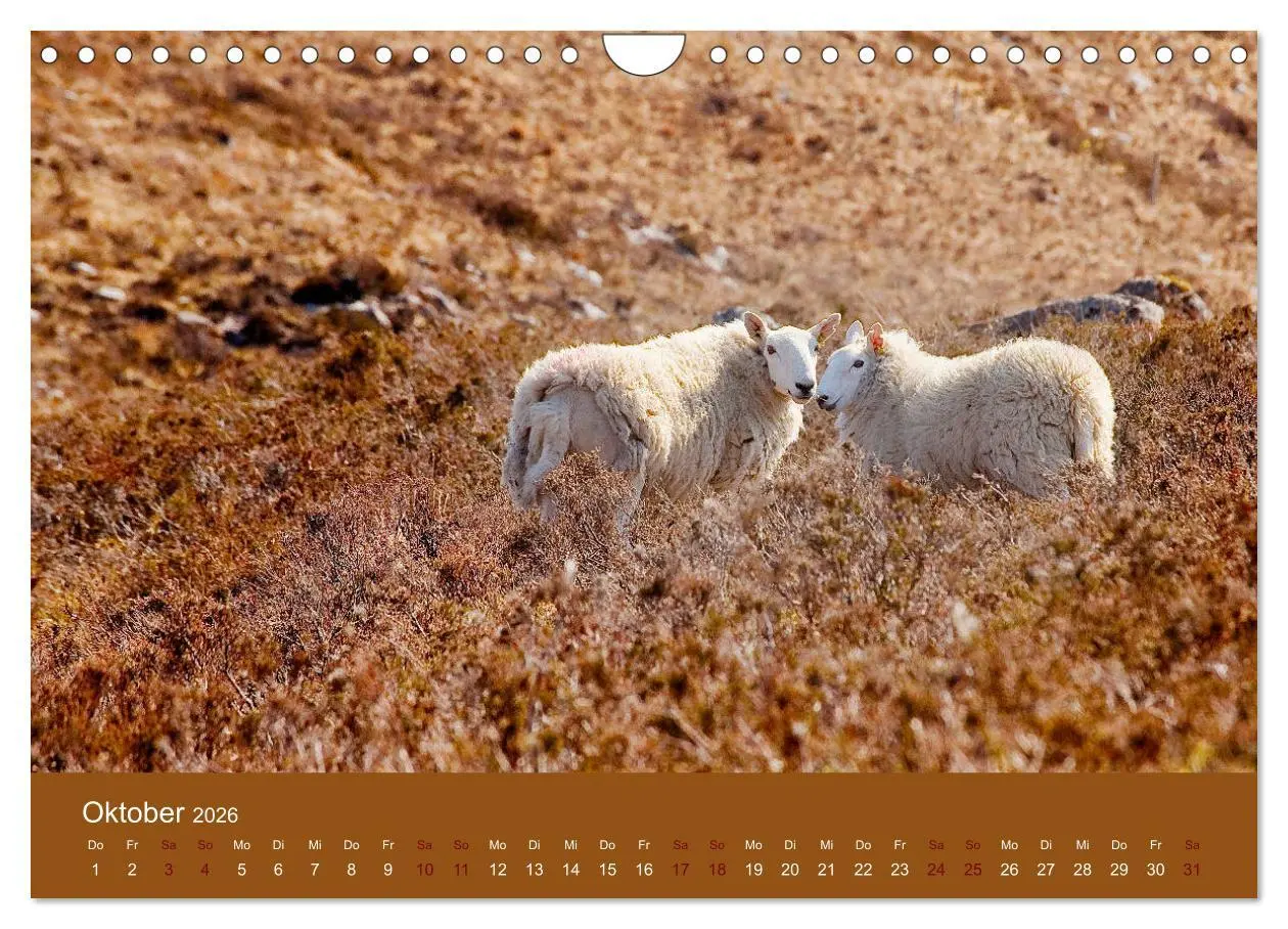 Bild: 9783457896044 | Unter Schafen - Wegbegleiter auf Reisen (Wandkalender 2026 DIN A4...