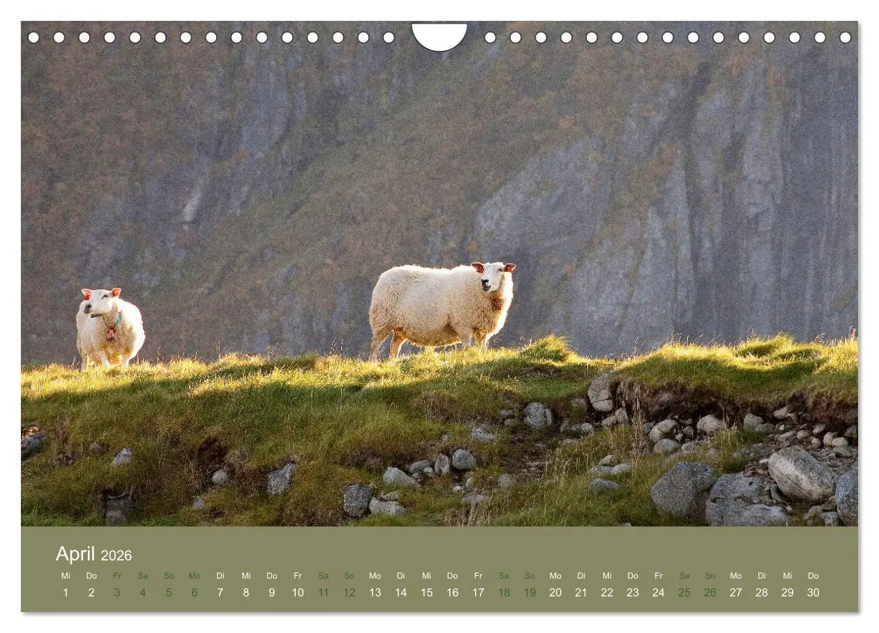 Bild: 9783457896044 | Unter Schafen - Wegbegleiter auf Reisen (Wandkalender 2026 DIN A4...