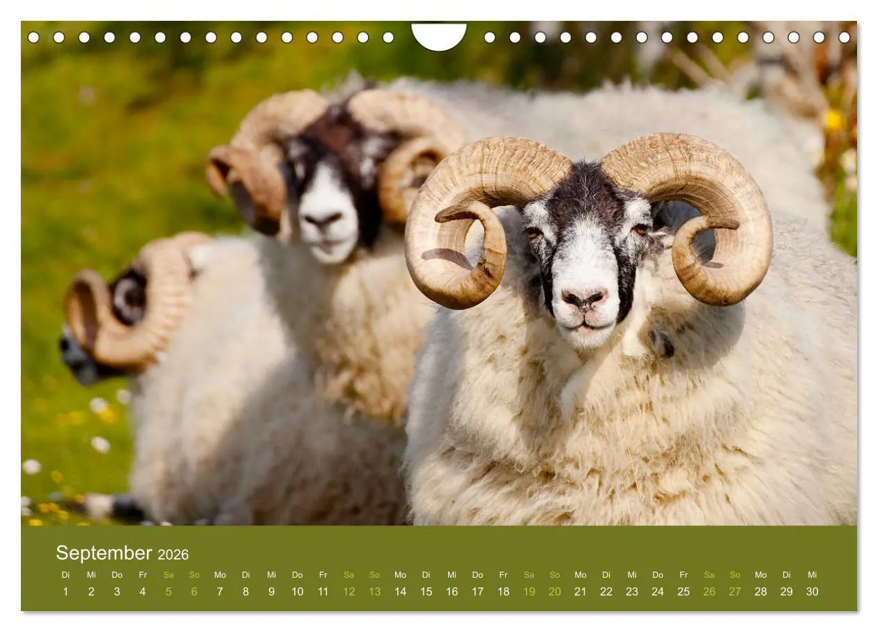 Bild: 9783457896044 | Unter Schafen - Wegbegleiter auf Reisen (Wandkalender 2026 DIN A4...