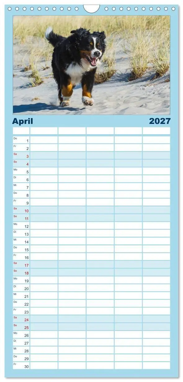 Bild: 9783594346044 | Familienplaner 2027 - Berner Sennenhund 2027 mit 5 Spalten...